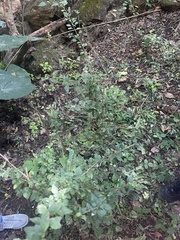 Acalypha glabrata pilosa