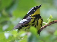 Setophaga magnolia image
