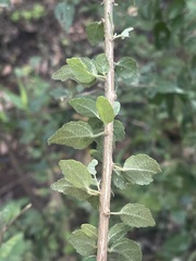 Acalypha glabrata pilosa