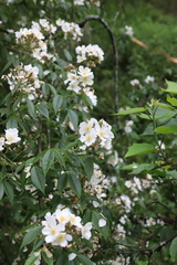 Rosa henryi