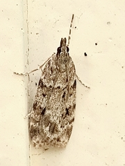 Scoparia ambigualis
