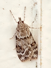 Scoparia ambigualis