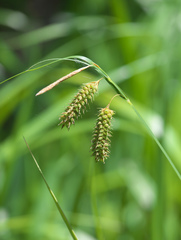 Carex maximowiczii