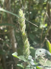 Isoglossa glandulosissima