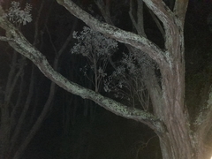 Metrosideros excelsa