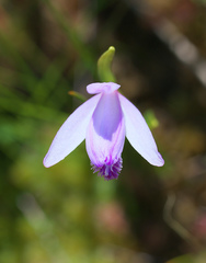 Pogonia japonica