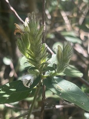 Isoglossa glandulosissima