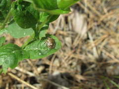 Rubiconia intermedia