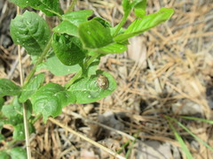 Rubiconia intermedia