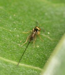 Sycoscapter cornutus