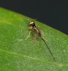 Sycoscapter cornutus