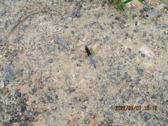 Crocothemis nigrifrons