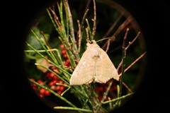 Lepidoptera