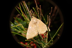 Lepidoptera
