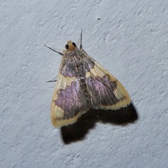 Rehimena phrynealis