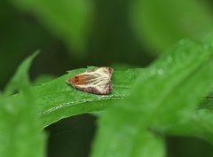 Olethreutes quadrifidum