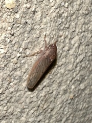 Ponana aenea