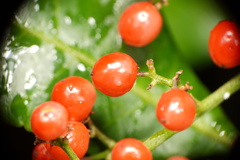 Angiospermae
