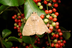 Angiospermae