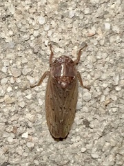 Ponana aenea