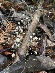 Mycena albidocapillaris