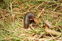 Veronicellidae