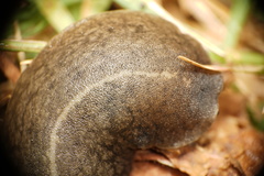 Veronicellidae