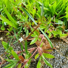 Scleromitrion diffusum