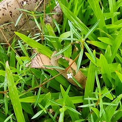 Scleromitrion diffusum