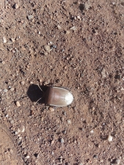 Basicryptus costalis