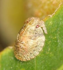 Uhlunga typica