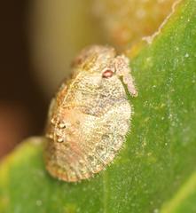 Uhlunga typica