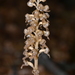 Bird's-nest Orchid - Photo (c) Ángel Argüelles, some rights reserved (CC BY-NC), uploaded by Ángel Argüelles