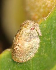 Uhlunga typica