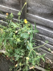 Sonchus oleraceus