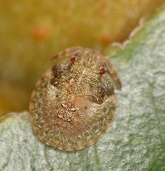 Uhlunga typica