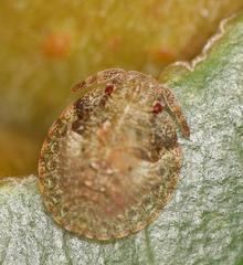Uhlunga typica