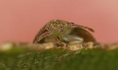 Uhlunga typica