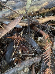 Mycena albidocapillaris