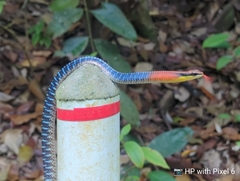 Dendrelaphis kopsteini