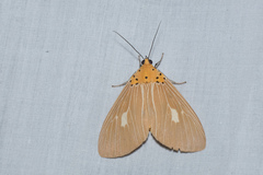 Asota plaginota