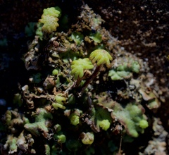 Marchantia polymorpha