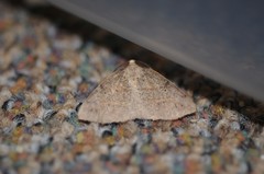 Drepanulatrix bifilata