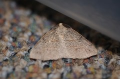 Drepanulatrix bifilata