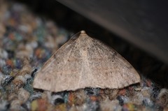 Drepanulatrix bifilata