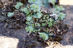 Marchantia polymorpha