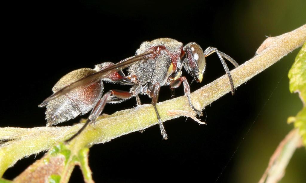 Small Paper Wasps (Hymenoptera of the British Indian Ocean Territory ...