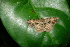 Psilalcis galsworthyi