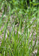 Carex maximowiczii