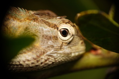 Calotes versicolor